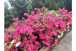 Live from Augusta - Your Masters Golf Tournament Guide is here!