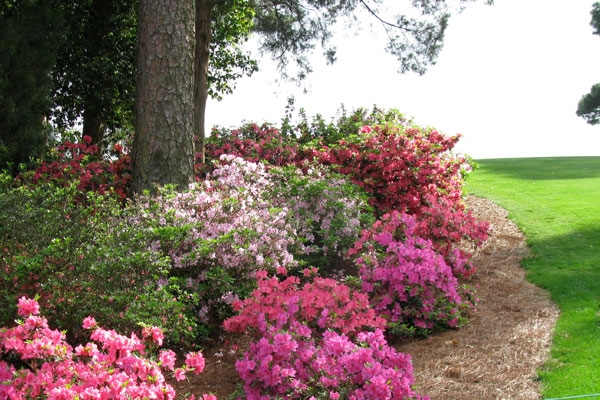 MastersFlowers600x400_1